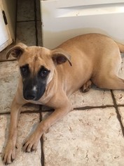 Medium Photo #1 Black Mouth Cur-Unknown Mix Puppy For Sale in Doylestown, PA, USA