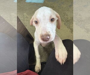 Beagle Dogs for adoption in Sparta, TN, USA