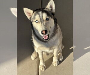 - Mix Dogs for adoption in Chandler, AZ, USA