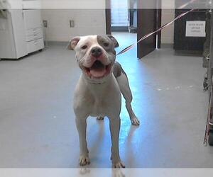 American Pit Bull Terrier Dogs for adoption in Fayetteville, NC, USA