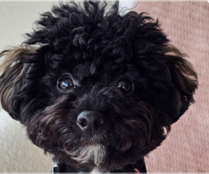 Poodle (Miniature) Dogs for adoption in San Ramon, CA, USA