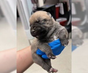Mutt Dogs for adoption in Stockton, CA, USA
