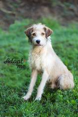 Irish Terrier-Unknown Mix Dogs for adoption in Old Fort , NC, USA
