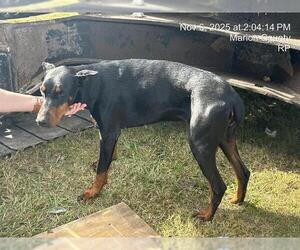 Doberman Pinscher Dogs for adoption in Ocala, FL, USA