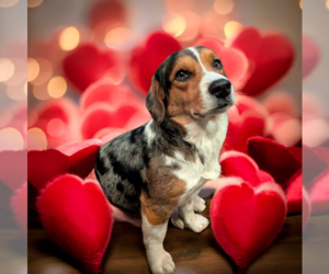 Beagle-Unknown Mix Dogs for adoption in Vail, AZ, USA