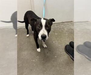 Border Collie-Unknown Mix Dogs for adoption in Rosenberg, TX, USA