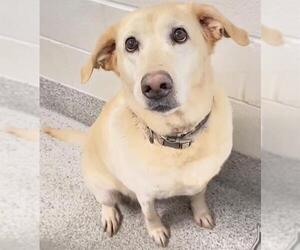 Labrador Retriever-Unknown Mix Dogs for adoption in Houston, TX, USA
