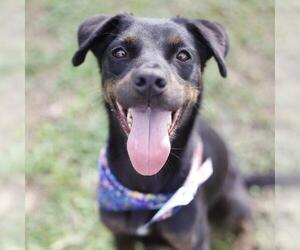 Labrador Retriever-Unknown Mix Dogs for adoption in San Antonio, TX, USA