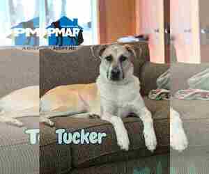 Siberian Husky-Unknown Mix Dogs for adoption in Binghamton, NY, USA