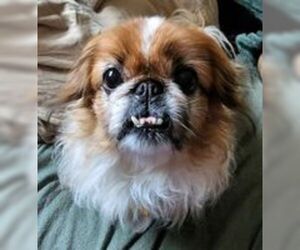 Pekingese Dogs for adoption in Anchorage, AK, USA