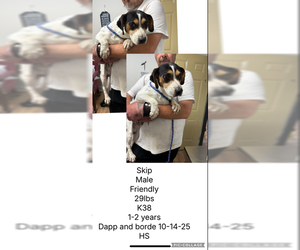 Beagle-Unknown Mix Dogs for adoption in Plainfield, IL, USA