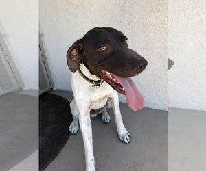 German Shorthaired Pointer Dogs for adoption in Rancho Santa Margarita, CA, USA
