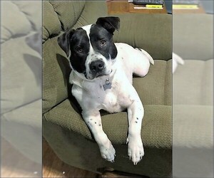 Retriever -Unknown Mix Dogs for adoption in Dallas, TX, USA