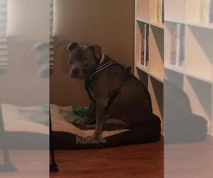 American Staffordshire Terrier Dogs for adoption in San Antonio, TX, USA