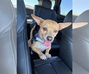 Chihuahua-Unknown Mix Dogs for adoption in Aurora, CO, USA