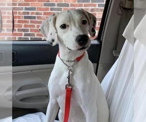 Dalmatian Dogs for adoption in Evansville, IN, USA