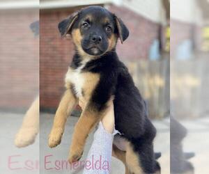 Collie-German Shepherd Dog Mix Dogs for adoption in Katy, TX, USA