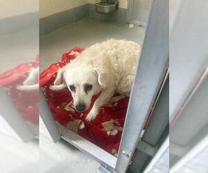 Poodle (Miniature)-Unknown Mix Dogs for adoption in Santa Cruz, CA, USA