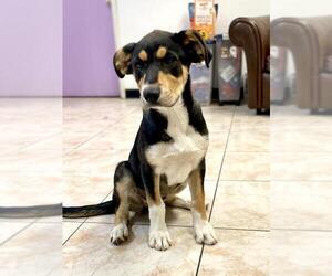 Saint Bernard Dogs for adoption in Goodyear, AZ, USA