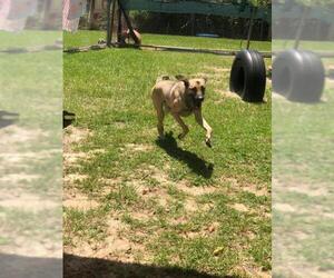 Mutt Dogs for adoption in Orangeburg, SC, USA