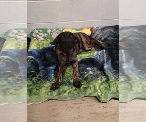 Plott Hound Dogs for adoption in York, SC, USA