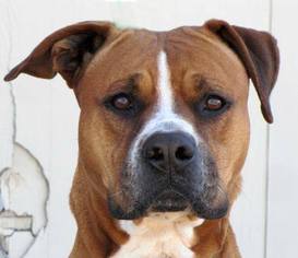 Medium Photo #1 Boxer-Unknown Mix Puppy For Sale in Lake Jackson, TX, USA