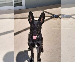 German Shepherd Dog Dogs for adoption in Sarasota, FL, USA