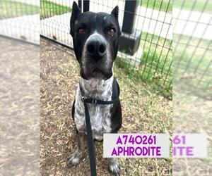 American Staffordshire Terrier-Unknown Mix Dogs for adoption in San Antonio, TX, USA