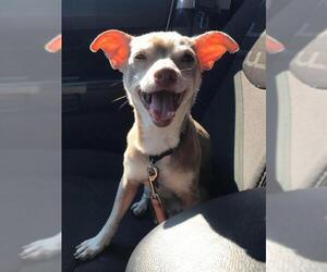 Chihuahua Dogs for adoption in Tonawanda, NY, USA