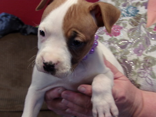 Boxer Dogs for adoption in Yakima, WA, USA