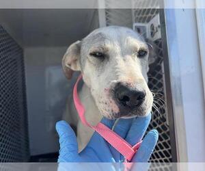 American Pit Bull Terrier-Unknown Mix Dogs for adoption in Bakersfield, CA, USA