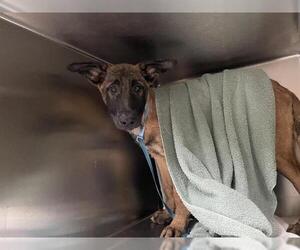 German Shepherd Dog-Unknown Mix Dogs for adoption in Pasadena, CA, USA