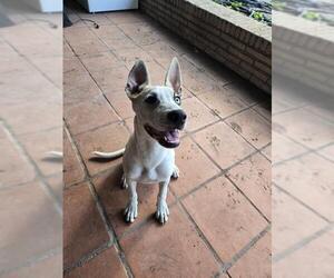 Border Collie-Unknown Mix Dogs for adoption in San Antonio, TX, USA