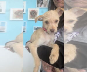 Mutt Dogs for adoption in Morganville, NJ, USA