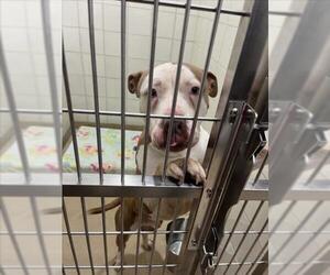 American Pit Bull Terrier Dogs for adoption in Derwood, MD, USA