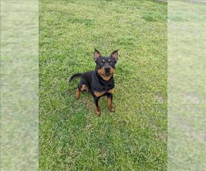 Rottweiler-Unknown Mix Dogs for adoption in Grovetown, GA, USA