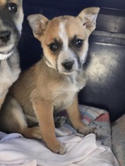 Medium Photo #1 Chihuahua-Unknown Mix Puppy For Sale in Littleton, CO, USA