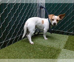 Chihuahua Dogs for adoption in Downey, CA, USA