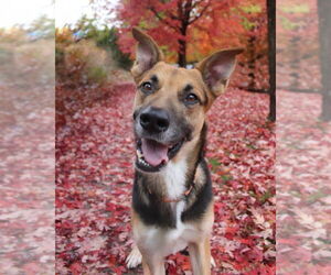 German Shepherd Dog Dogs for adoption in Minneapolis, MN, USA