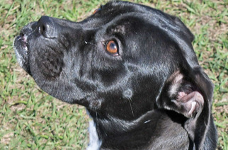 Boxador Dogs for adoption in Fernandina Beach, FL, USA