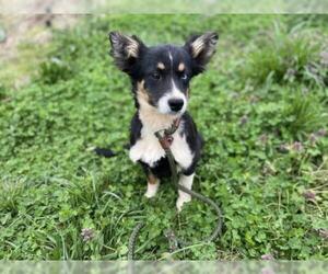 Australian Retriever Dogs for adoption in Columbus, NC, USA