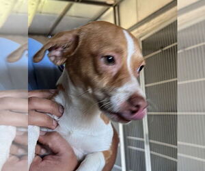 Chiweenie Dogs for adoption in San Diego, CA, USA