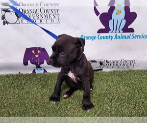 Rottweiler-Unknown Mix Dogs for adoption in Orlando, FL, USA