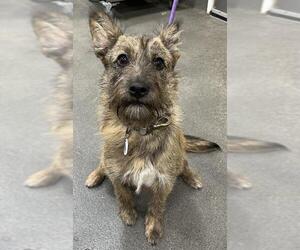 Border Terrier Dogs for adoption in Forestville, MD, USA