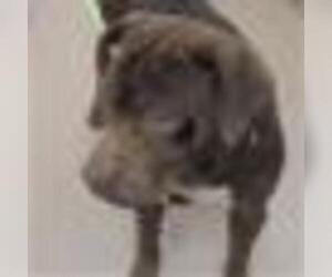 Medium Photo #1 Labrador Retriever Puppy For Sale in Zanesville, OH, USA