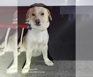 Cardigan Welsh Corgi-Unknown Mix Dogs for adoption in San Antonio, TX, USA