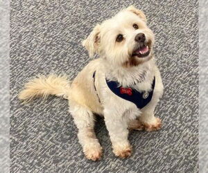 Maltese-Unknown Mix Dogs for adoption in San Diego, CA, USA