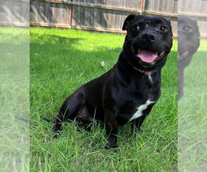 Staffordshire Bull Terrier Dogs for adoption in Great Bend, KS, USA