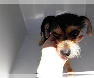 Dachshund Dogs for adoption in Houston, TX, USA