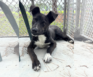 American Pit Bull Terrier-Mountain Cur Mix Dogs for adoption in Oakhurst, NJ, USA